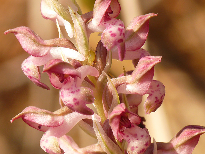 Orchis coriophora